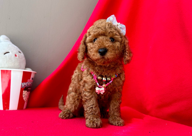 RED BROWN SAFKAN TOY POODLE BEBEKLER